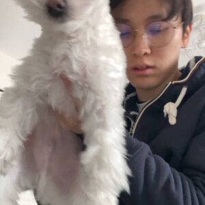 散歩の後にウェットティッシュで足を拭く｜チワワ｜ペット｜犬