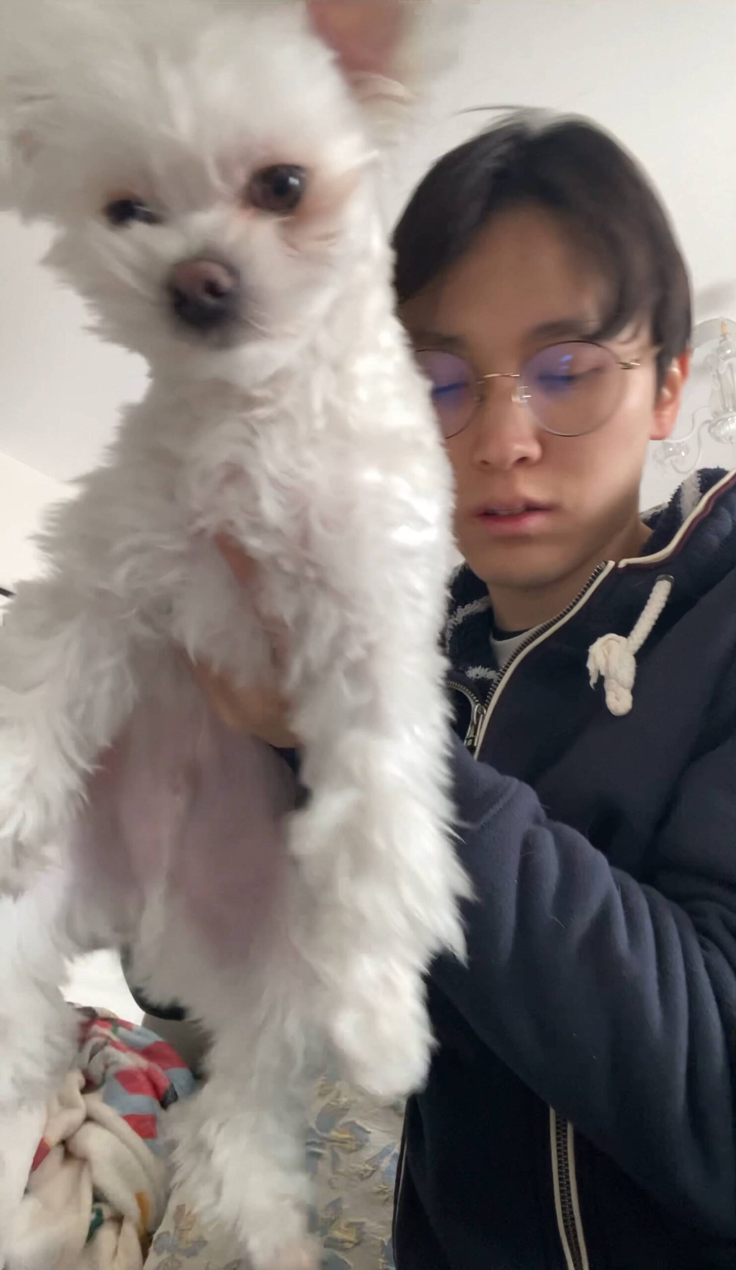 散歩の後にウェットティッシュで足を拭く｜チワワ｜ペット｜犬