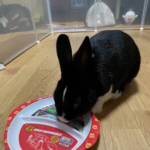 ウサギ｜｜ペットおやつ（パリパリサラダ）を食べているところ