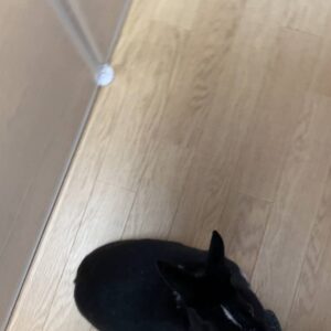ウサギ｜おやつが欲しくて飼い主の膝に乗ってくるところ｜ペット