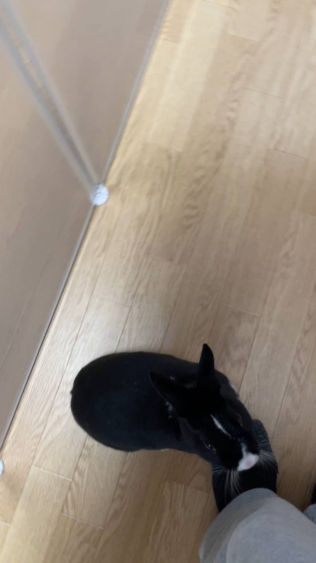 ウサギ｜おやつが欲しくて飼い主の膝に乗ってくるところ｜ペット