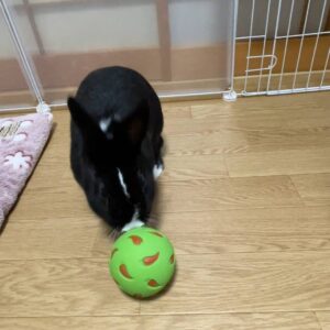 ウサギ｜お気に入りのおもちゃで遊んでいるところ｜ペット