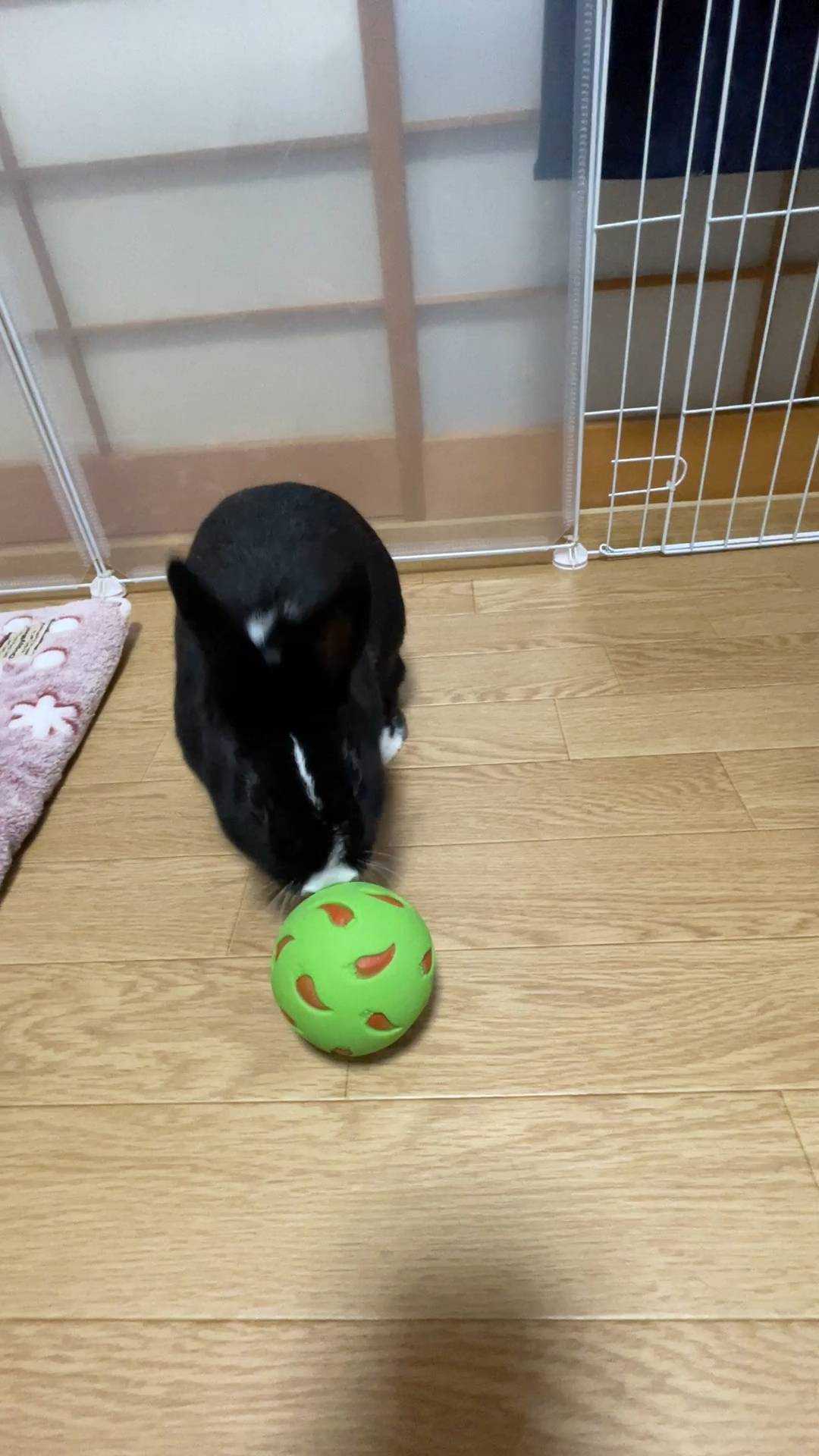 ウサギ｜お気に入りのおもちゃで遊んでいるところ｜ペット