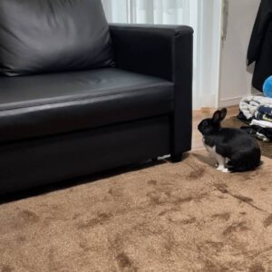 ウサギ｜ソファーに飛び乗ったあとペットハウスに滑り落ちたところ｜ペット