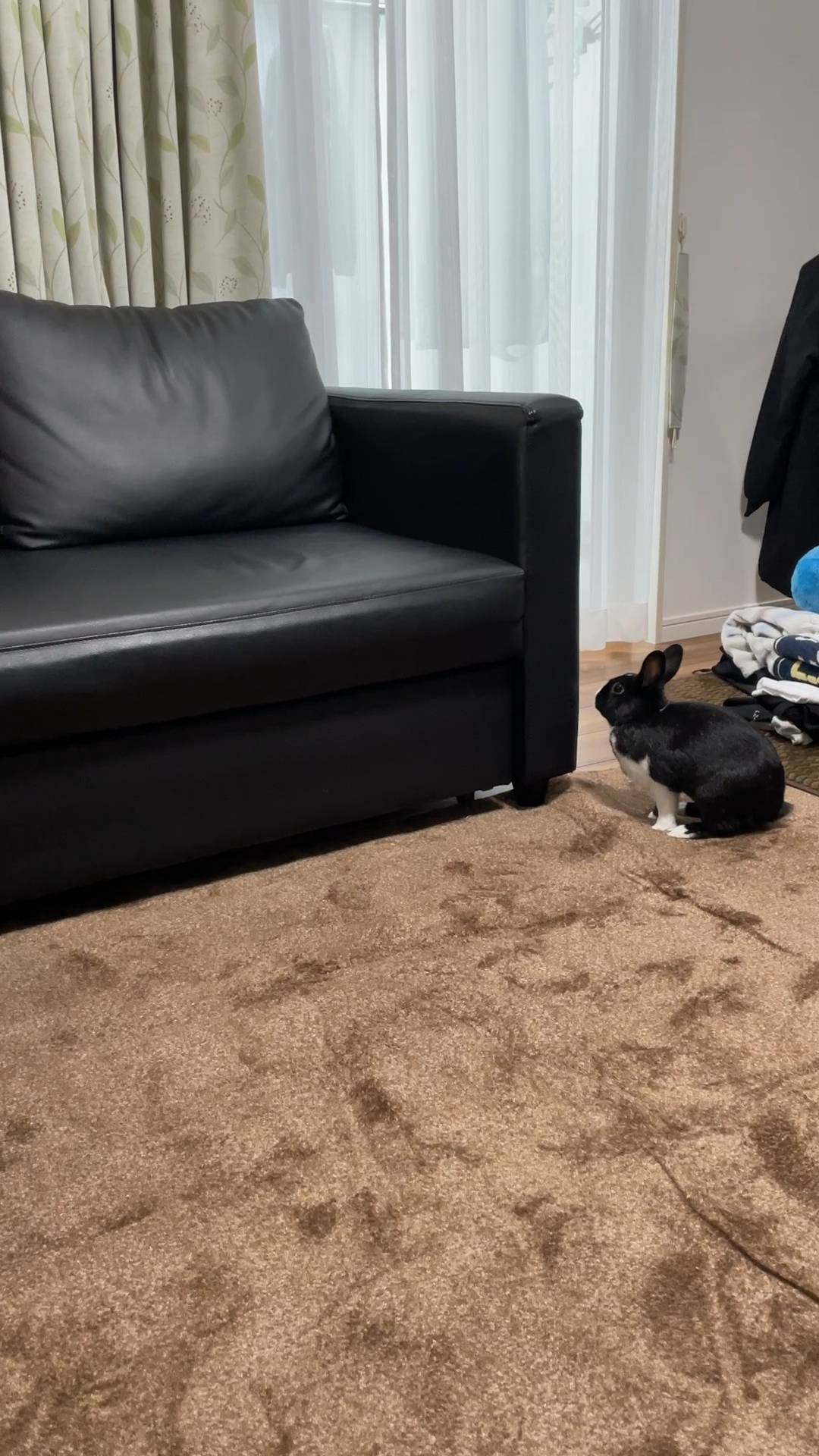 ウサギ｜ソファーに飛び乗ったあとペットハウスに滑り落ちたところ｜ペット