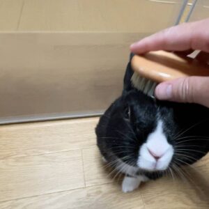 ウサギ｜ブラッシングされて気持ちよさそうにしているところ｜ペット