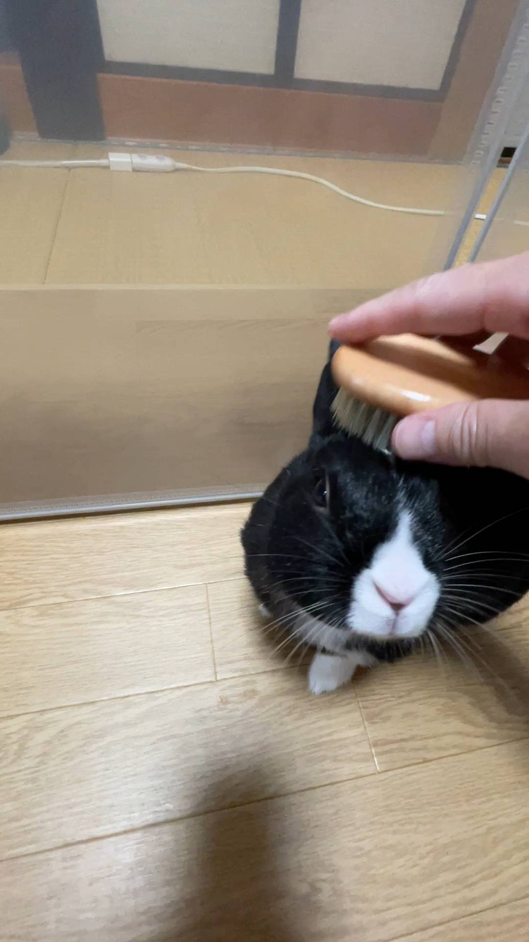 ウサギ｜ブラッシングされて気持ちよさそうにしているところ｜ペット