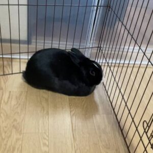 ウサギ｜ペットサークルの中で香箱座りしているところ｜ペット
