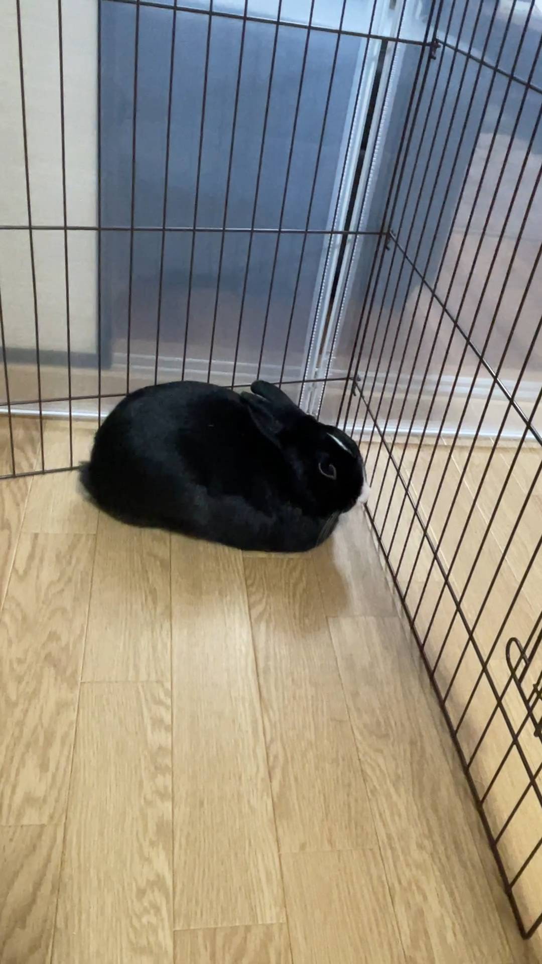 ウサギ｜ペットサークルの中で香箱座りしているところ｜ペット