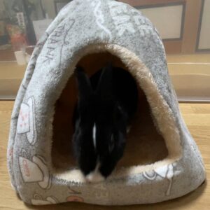 ウサギ｜ペットハウスに入っていくところ｜ペット