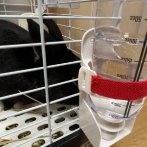 ウサギ｜給水器から水を飲んでいるところ｜ペット
