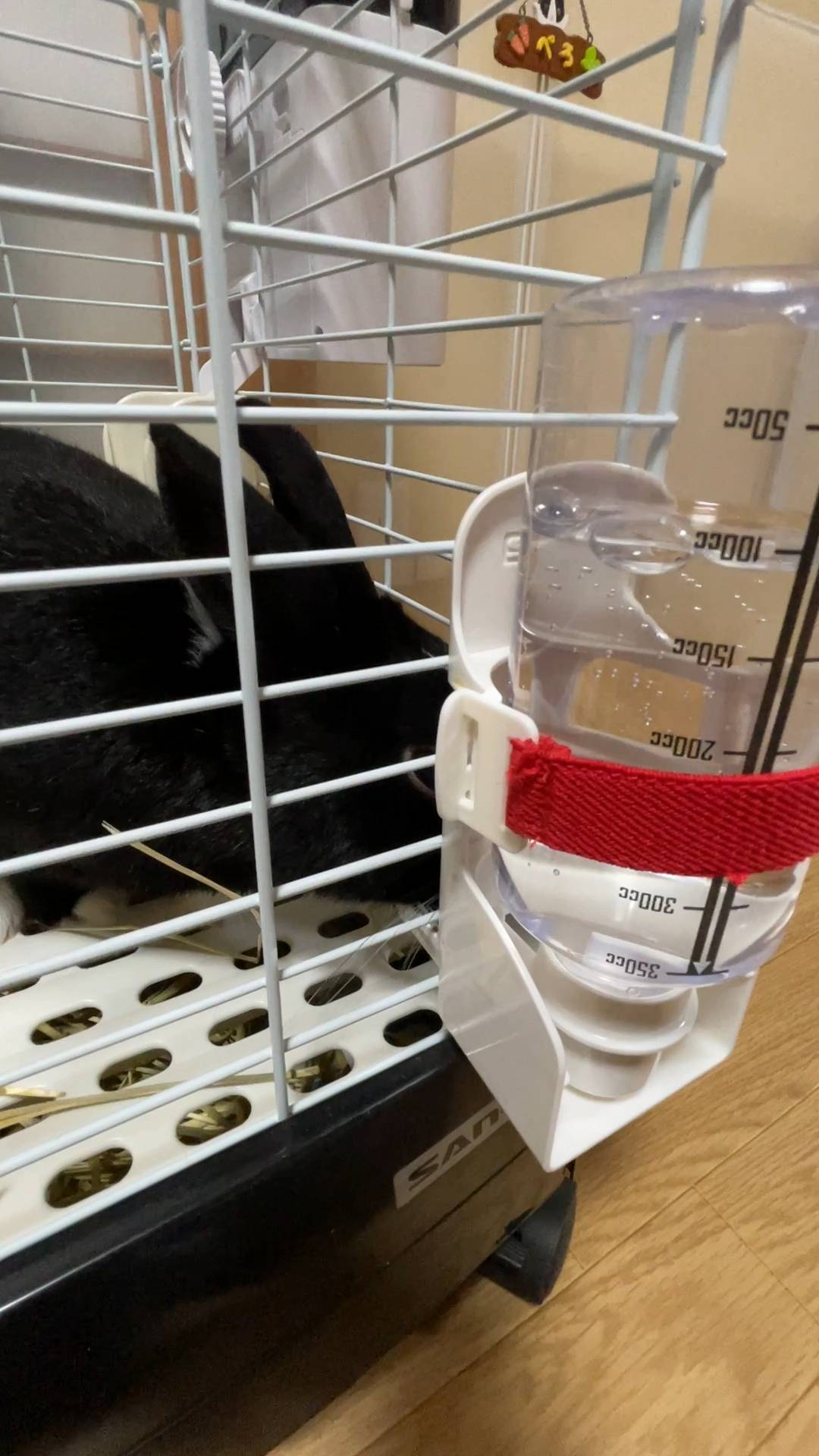 ウサギ｜給水器から水を飲んでいるところ｜ペット