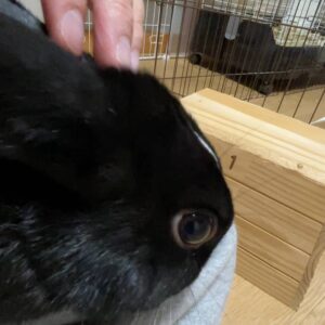 ウサギ｜飼い主に撫でられて甘えているところ｜ペット