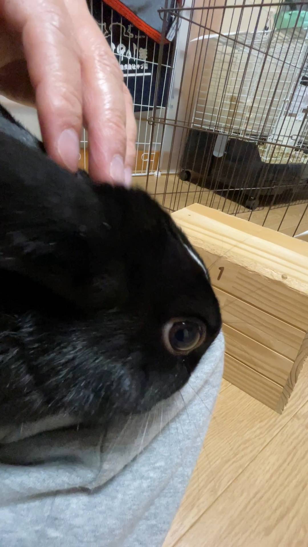 ウサギ｜飼い主に撫でられて甘えているところ｜ペット