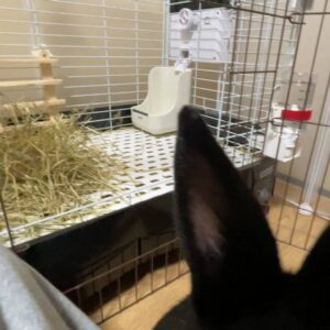 ウサギ｜自動給餌から出てくるペレットを頭からかぶっているところ｜ペット