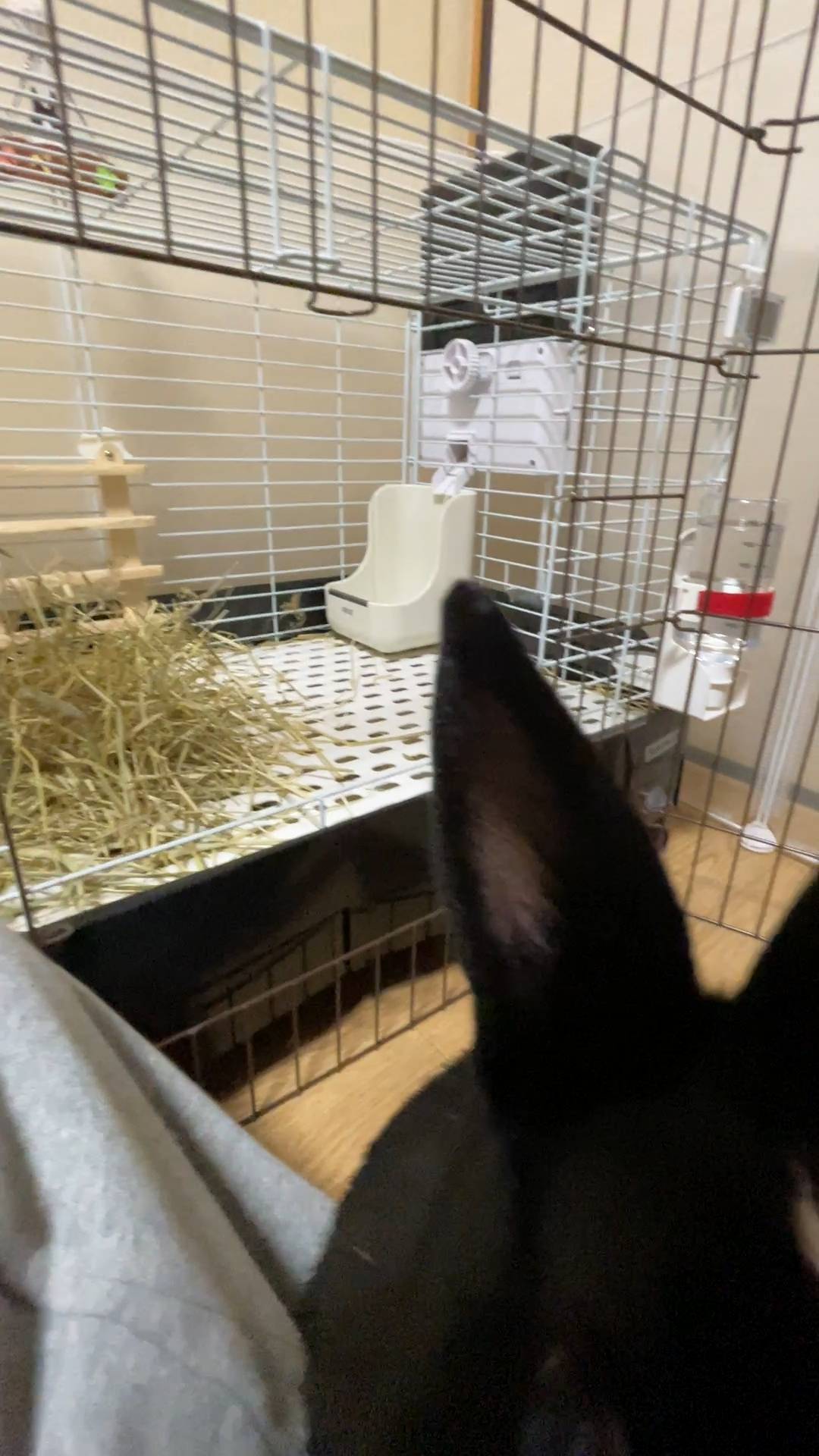 ウサギ｜自動給餌から出てくるペレットを頭からかぶっているところ｜ペット