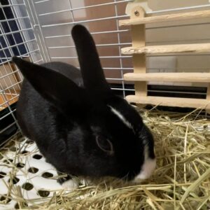 ウサギ｜主食の牧草（チモシー）を食べているところ｜ペット