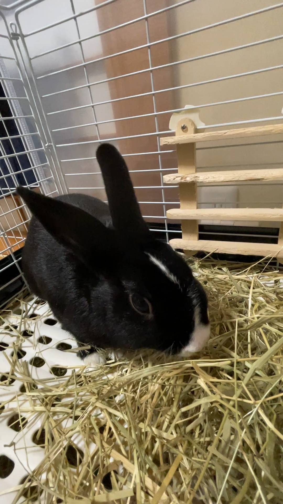 ウサギ｜主食の牧草（チモシー）を食べているところ｜ペット