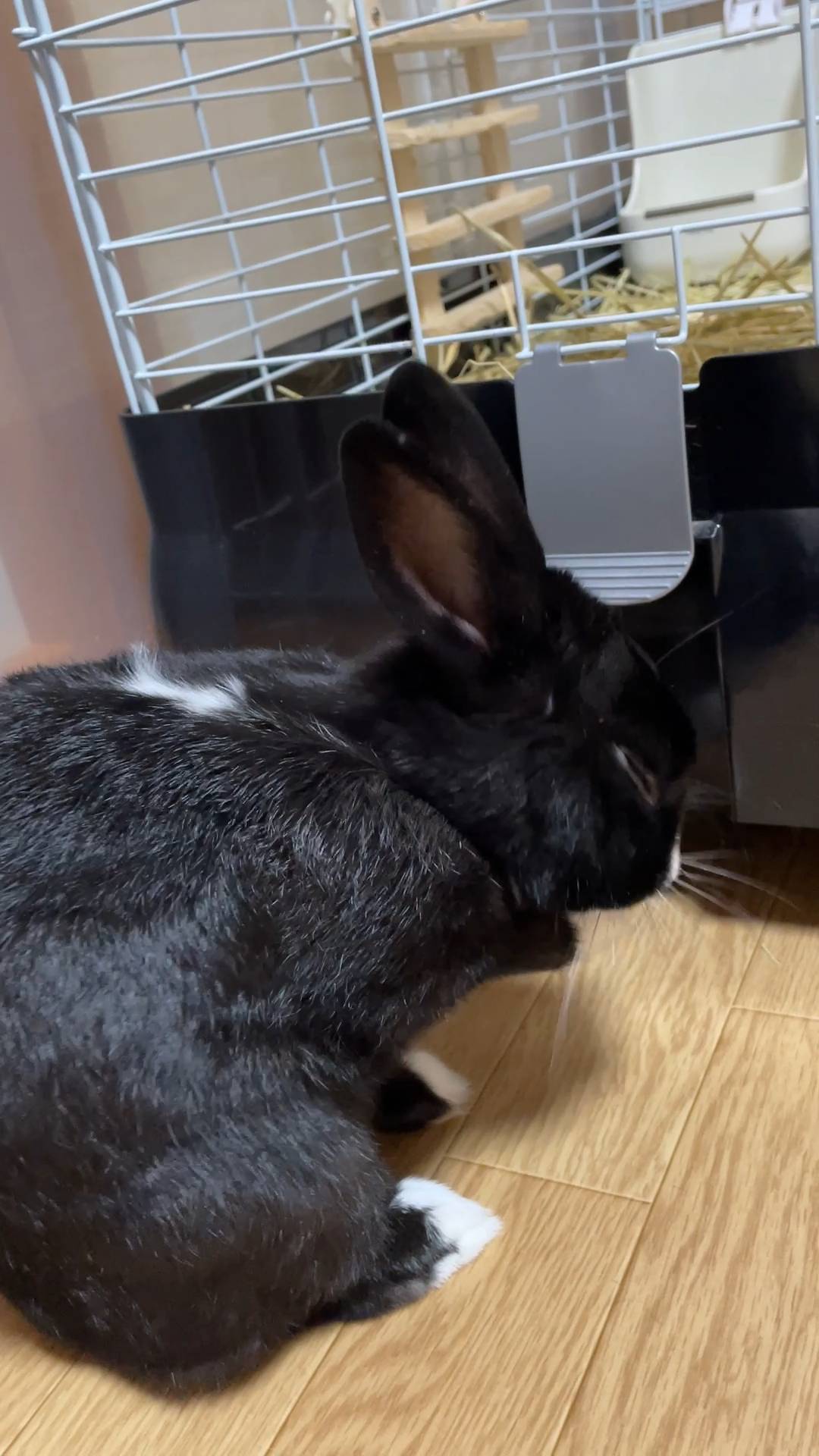 ウサギ｜前足で顔や耳の毛づくろいしているところ｜ペット